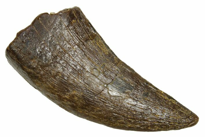 Fossil Tyrannosaur (Nanotyrannus) Tooth - Wyoming #379749